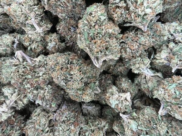 Gelato 45 THCA Flower