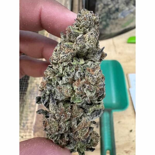 Gelato Punch THCA Flower