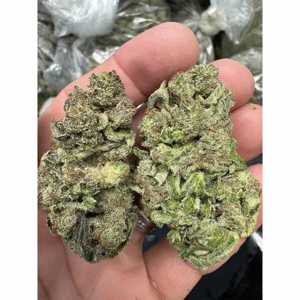 Gelato Punch THCA Flower