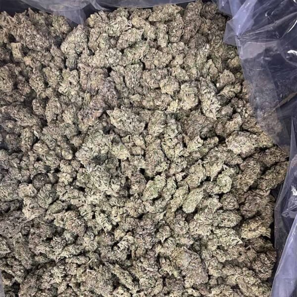Gelato Punch THCA Flower