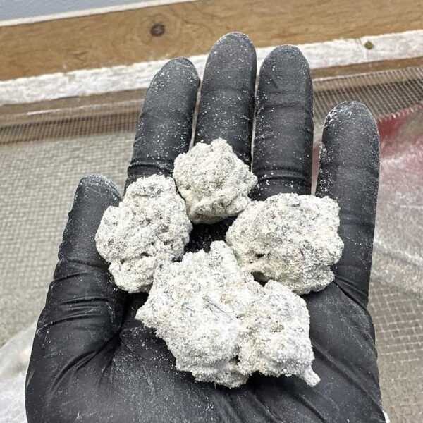 Girl Scout Cookies THCA Snowcaps