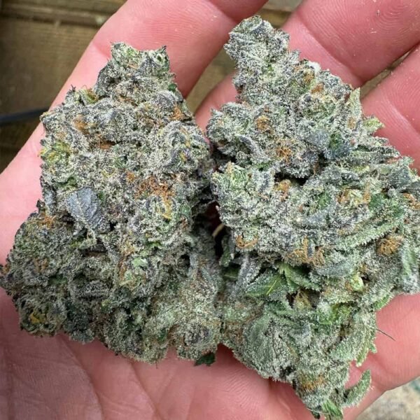 Guava Cookies THCA Flower Pounds