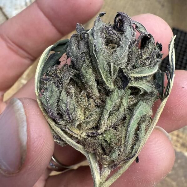 Guava Tartz THCA Flower