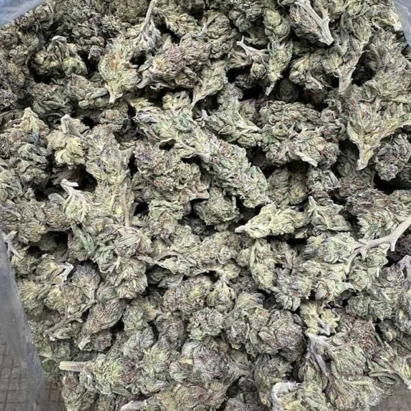 Purple Zkittlez THCA Flower - Image 3